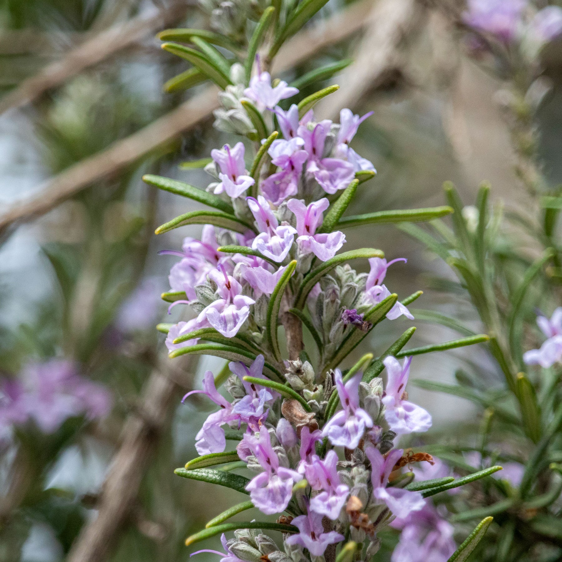 Romarin officinal Majorca Pink - Rosmarinus officinalis majorca pink - Willemse