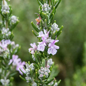 Rosmarinus officinalis majorca pink - Romarin officinal Majorca Pink - Plantes vivaces aromatiques