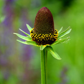 Rudbeckia occidentale Green Wizard - Willemse