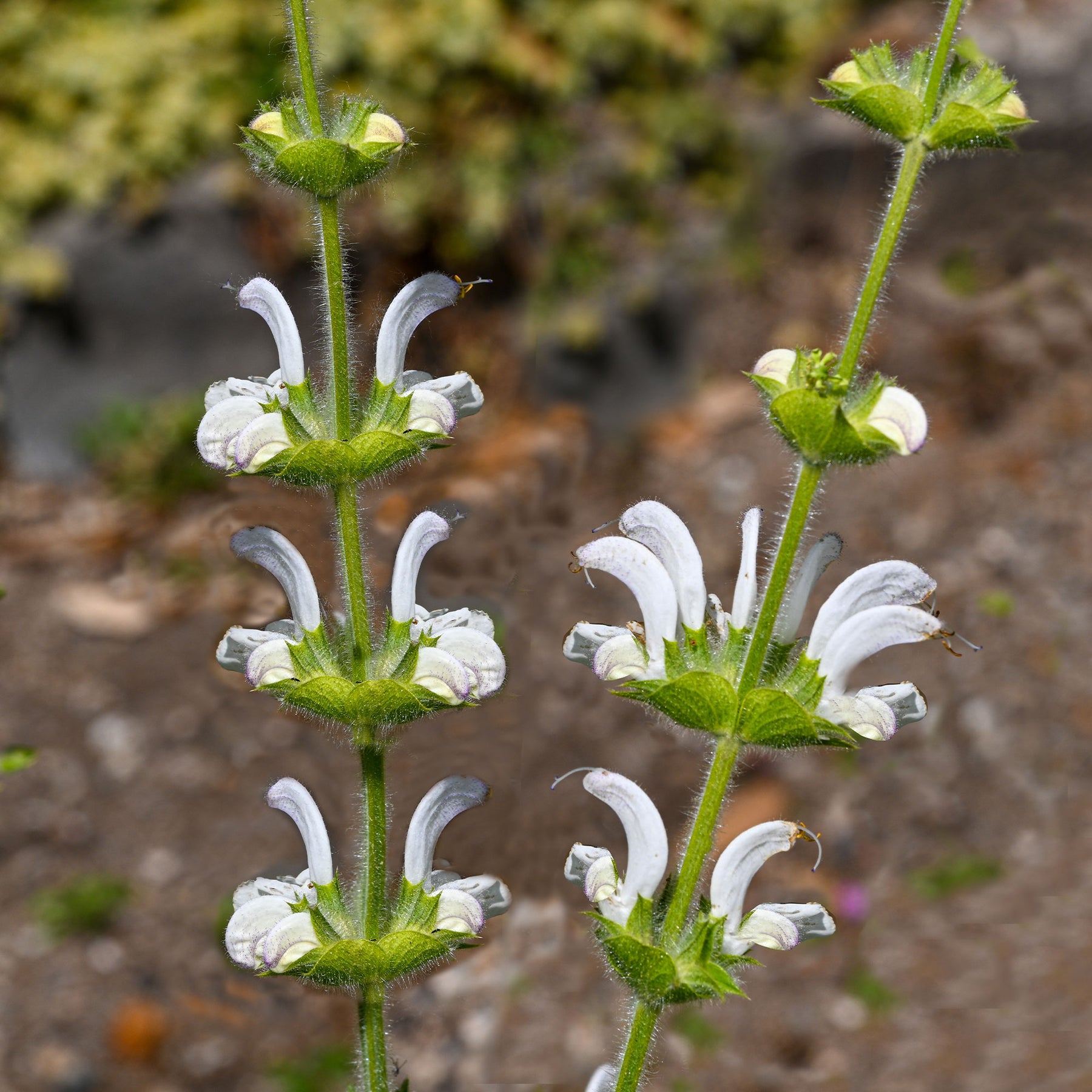 Salvia argentea - Sauge argentée - Sauges
