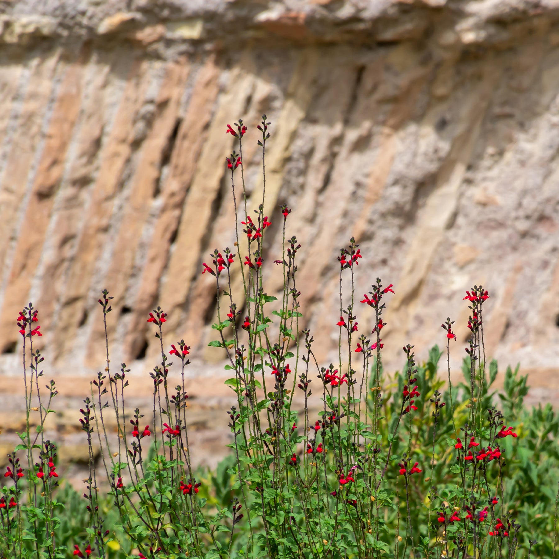 Salvia royal bumble - Sauge arbustive Royal Bumble - Sauges