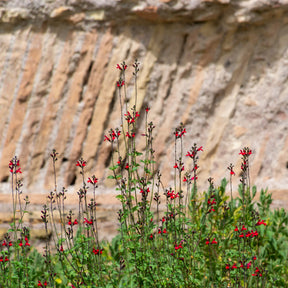 Salvia royal bumble - Sauge arbustive Royal Bumble - Sauges