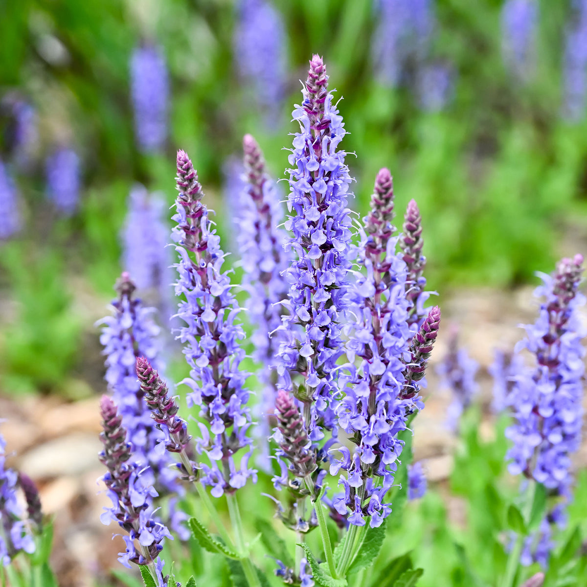Sauge des bois Blauhügel - Willemse