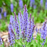 Sauge des bois Blauhügel - Willemse