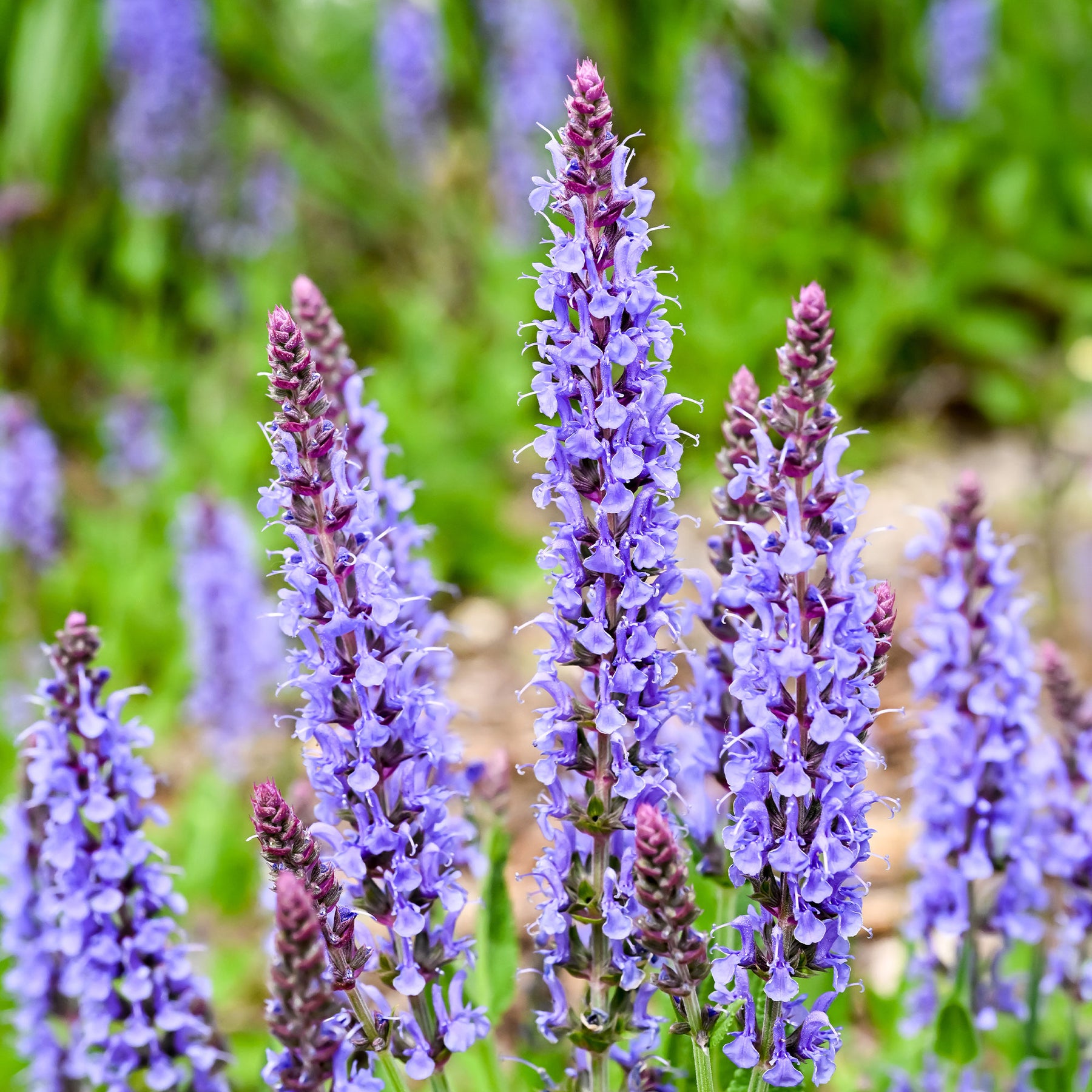 Sauge des bois Blauhügel - Salvia nemorosa blauhügel - Willemse