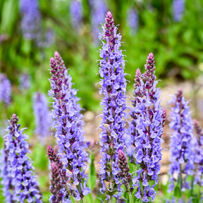 Sauge des bois Blauhügel - Salvia nemorosa blauhügel - Willemse