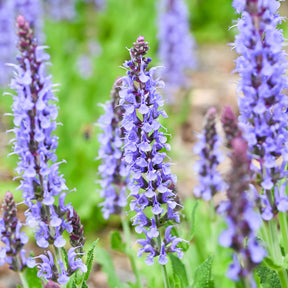 Salvia nemorosa blauhügel - Sauge des bois Blauhügel - Sauges