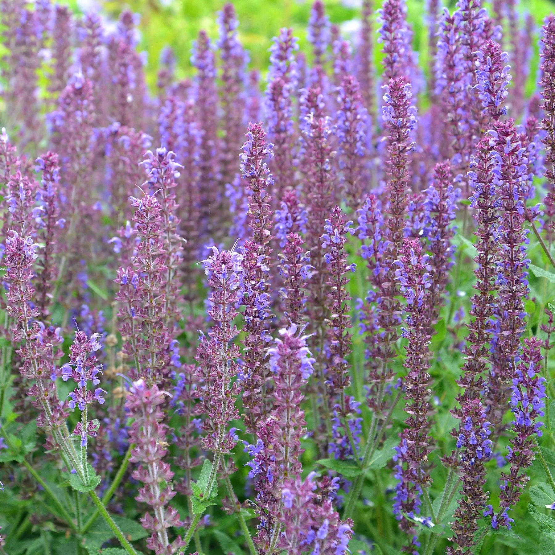 Collections de vivaces - 5 Vivaces pour massif fleuri - Calamagrostis acutiflora,Molinia caerulea,Verbena bonariensis,Echinacea purpurea, Salvia nemorosa                    