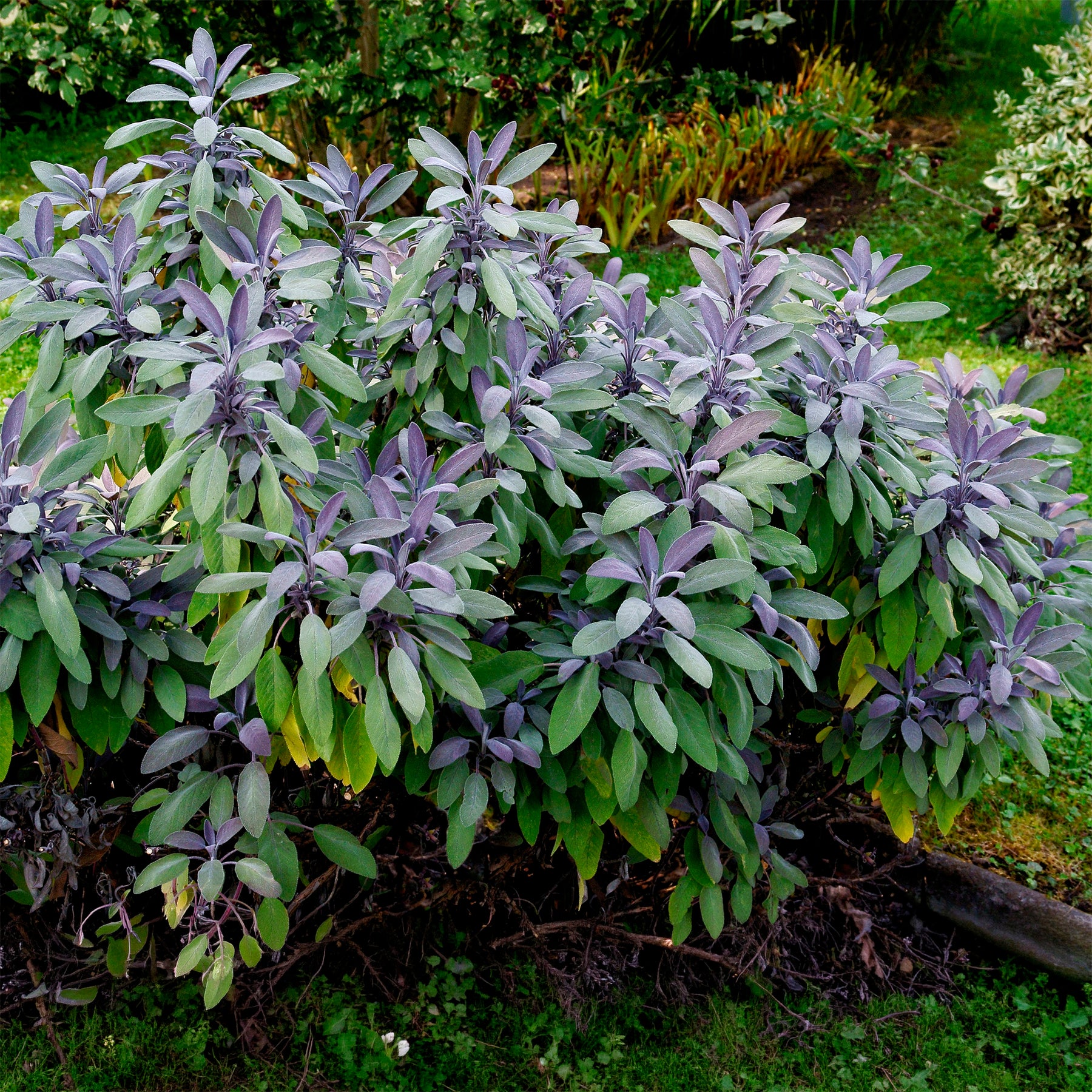 Sauge officinale Purpurascens - Willemse