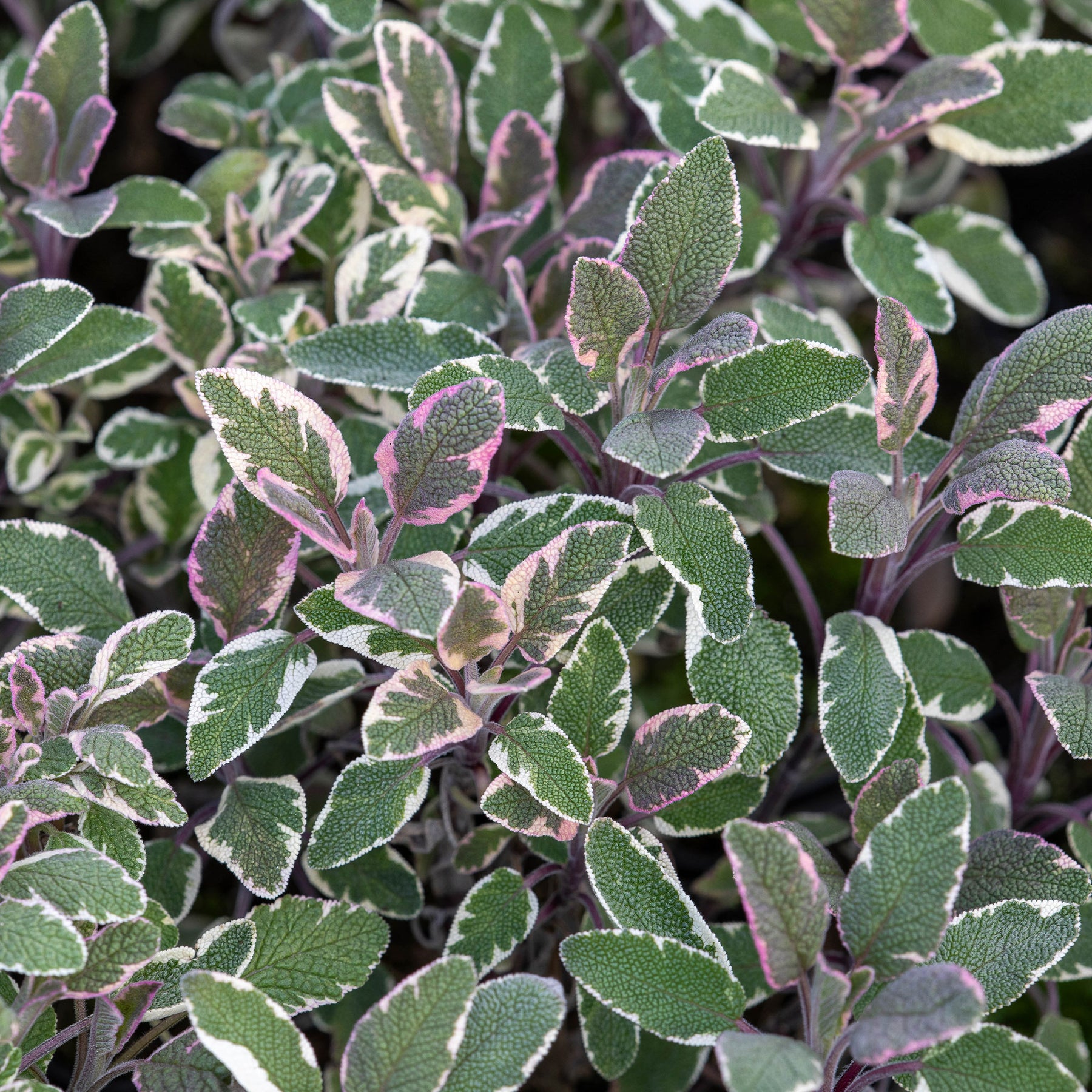 Sauge officinale Tricolor - Salvia officinalis tricolor - Willemse