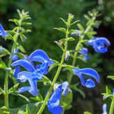 Sauge gentiane - Willemse