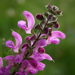 Sauge des prés Sweet Esmeralda - Willemse