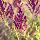 Sauge des bois Schwellenburg - Willemse