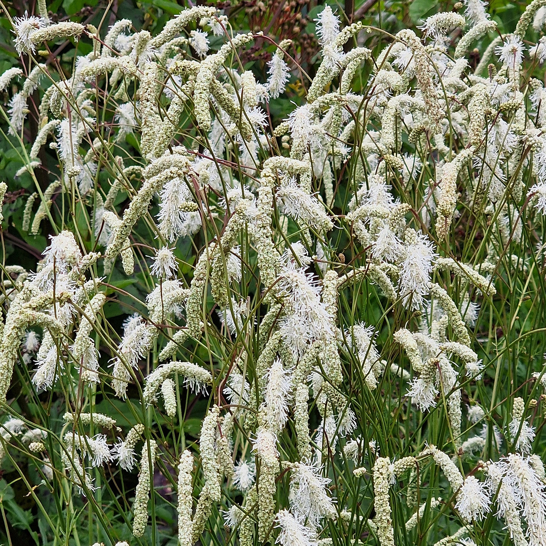 Sanguisorba tenuifolia - Pimprenelle blanche - Sanguisorbe - Pimprenelle