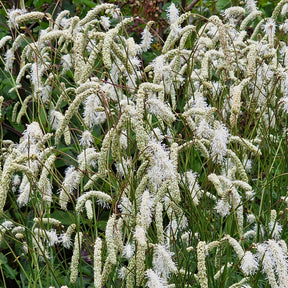 Sanguisorba tenuifolia - Pimprenelle blanche - Sanguisorbe - Pimprenelle