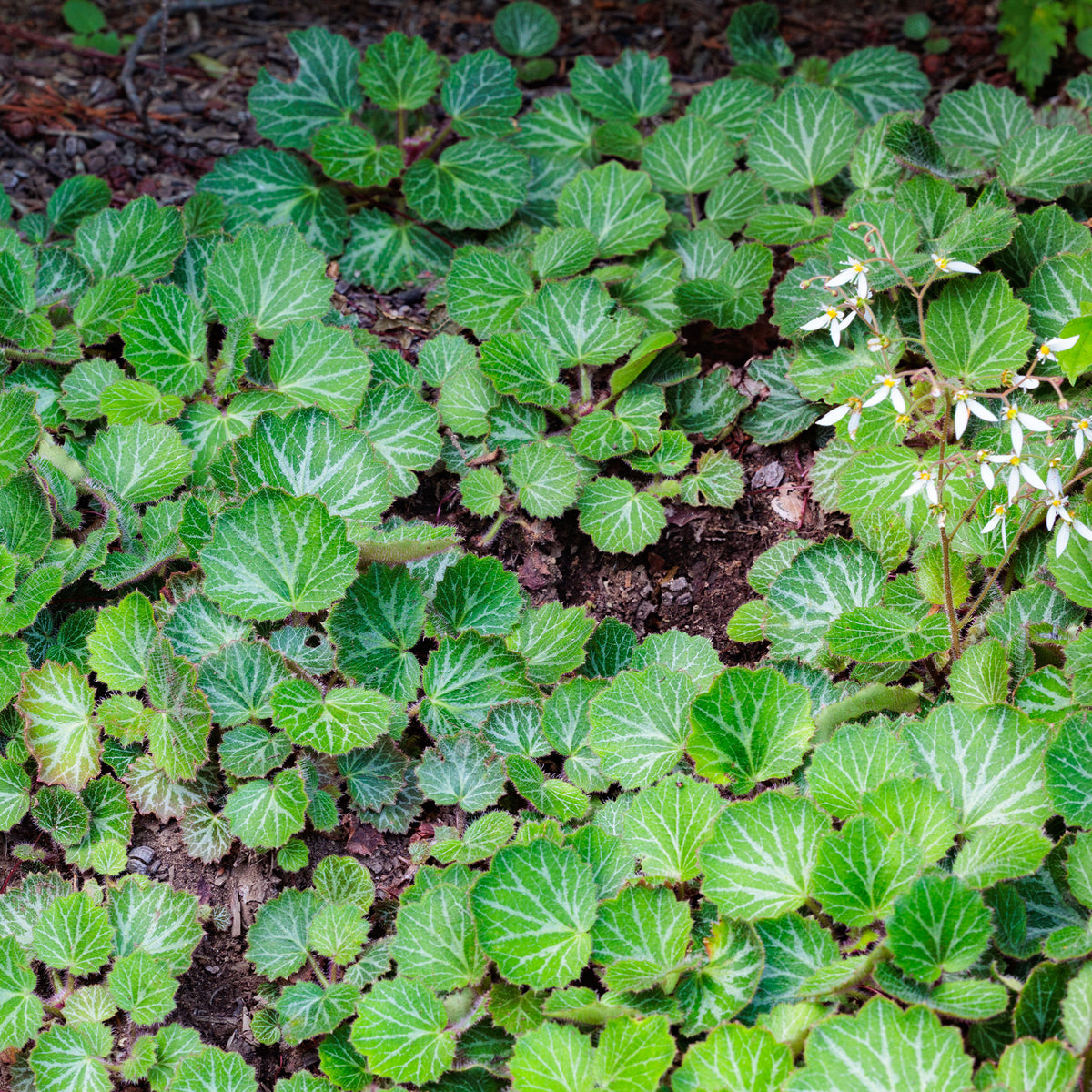 Saxifrage à stolons Cuscutiformis - Saxifraga stolonifera cuscutiformis - Willemse