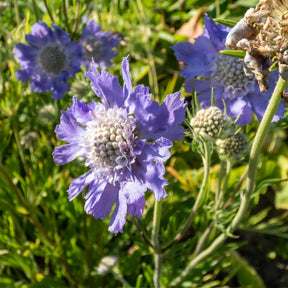 Molinia caerulea, Pennisetum orientale, Astrantia major, Scabiosa caucasica,Verbena bonariensis          - 5 Vivaces roses et mauves - Collections de vivaces