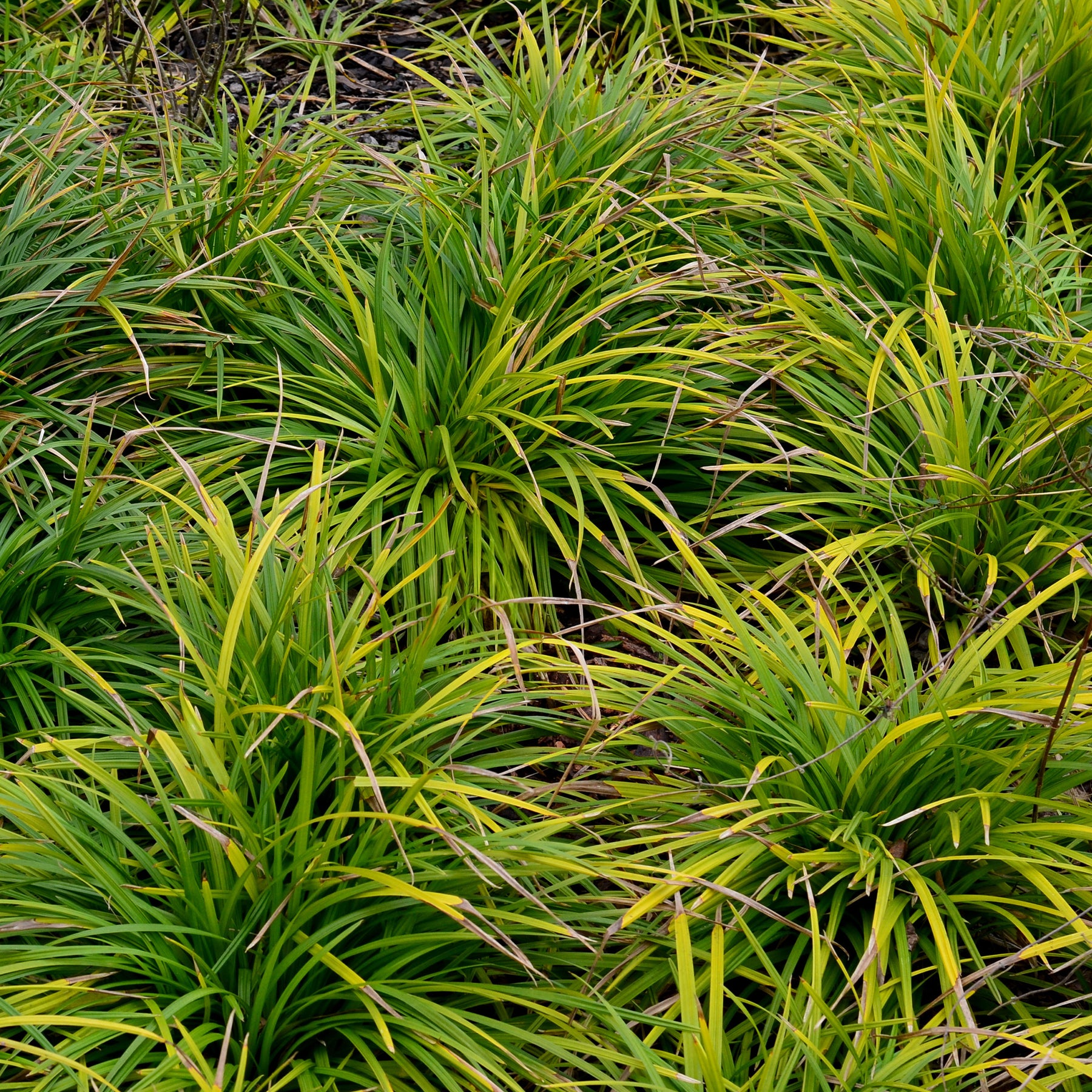 Laîche d'Oshima Evergreen- Carex Evergreen - Willemse