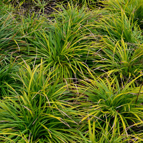 Laîche d'Oshima Evergreen- Carex Evergreen - Willemse