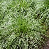 Laîche d'Oshima J.S. Greenwell - Carex - Willemse