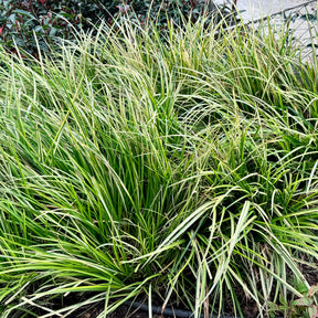 Laîche d'Oshima J.S. Greenwell - Carex - Carex oshimensis J.S. Greenwell - Willemse