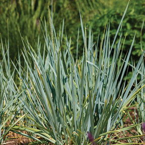 Seigle de mer Blue Dune - Willemse