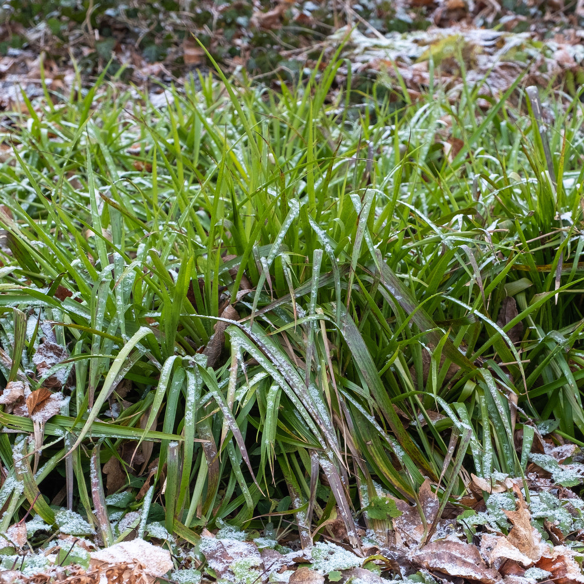 Luzule des bois - Willemse