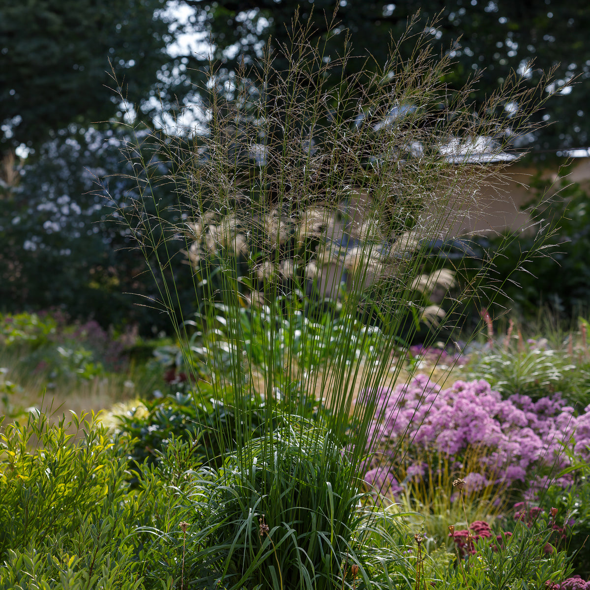 Molinie élevé Skyracer - Molinia arundinacea Skyracer - Willemse
