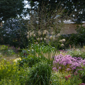 Molinie élevé Skyracer - Molinia arundinacea Skyracer - Willemse