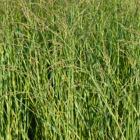 Panic érigé - Panicum amarum - Willemse