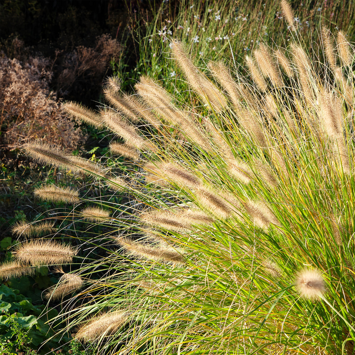 Herbe aux écouvillons - Pennisetum - Willemse