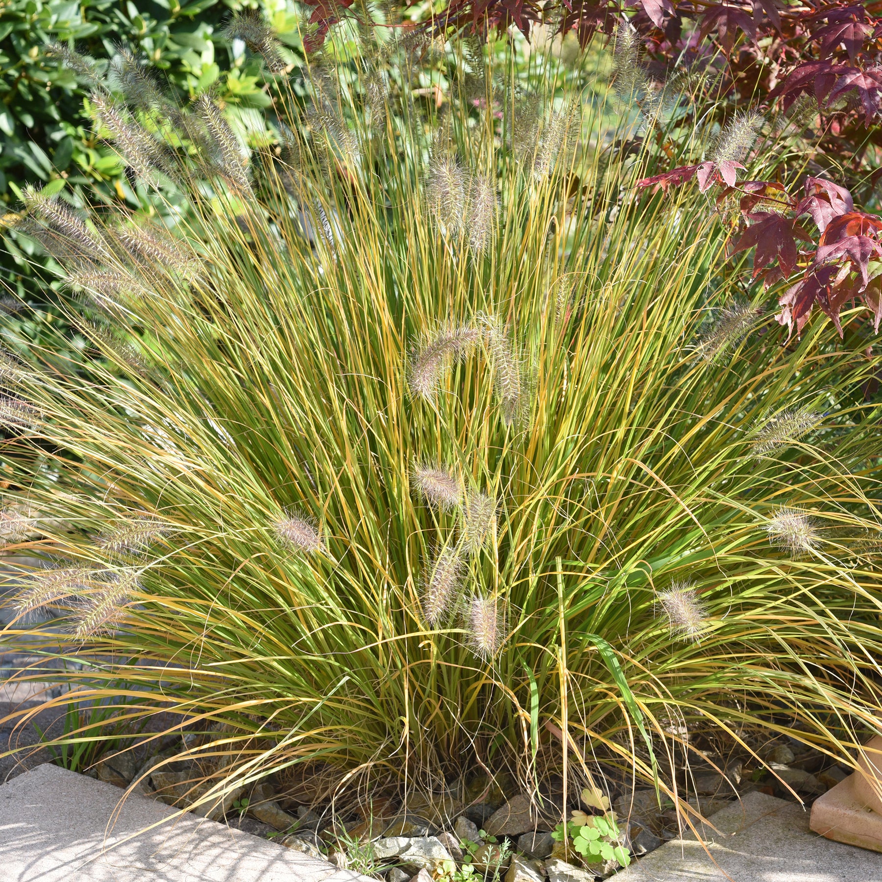 Herbe aux écouvillons - Pennisetum - Willemse