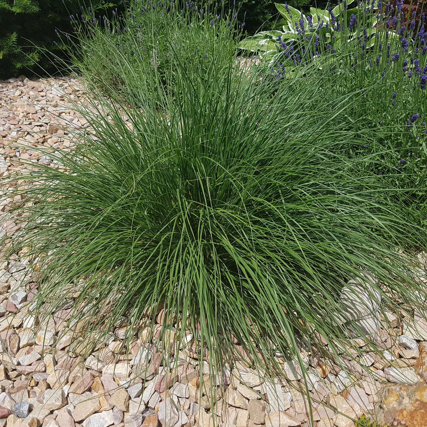 Pennisetum alopecuroides (compressum) - Herbe aux écouvillons - Pennisetum - Pennisetum