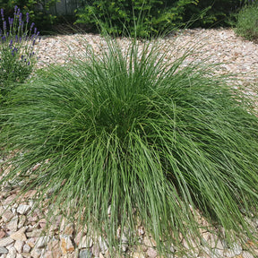 Vente Herbe aux écouvillons - Pennisetum - Pennisetum alopecuroides (compressum)