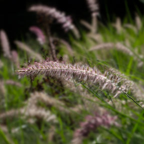 Herbe aux écouvillons Karley Rose ® - Pennisetum - Willemse