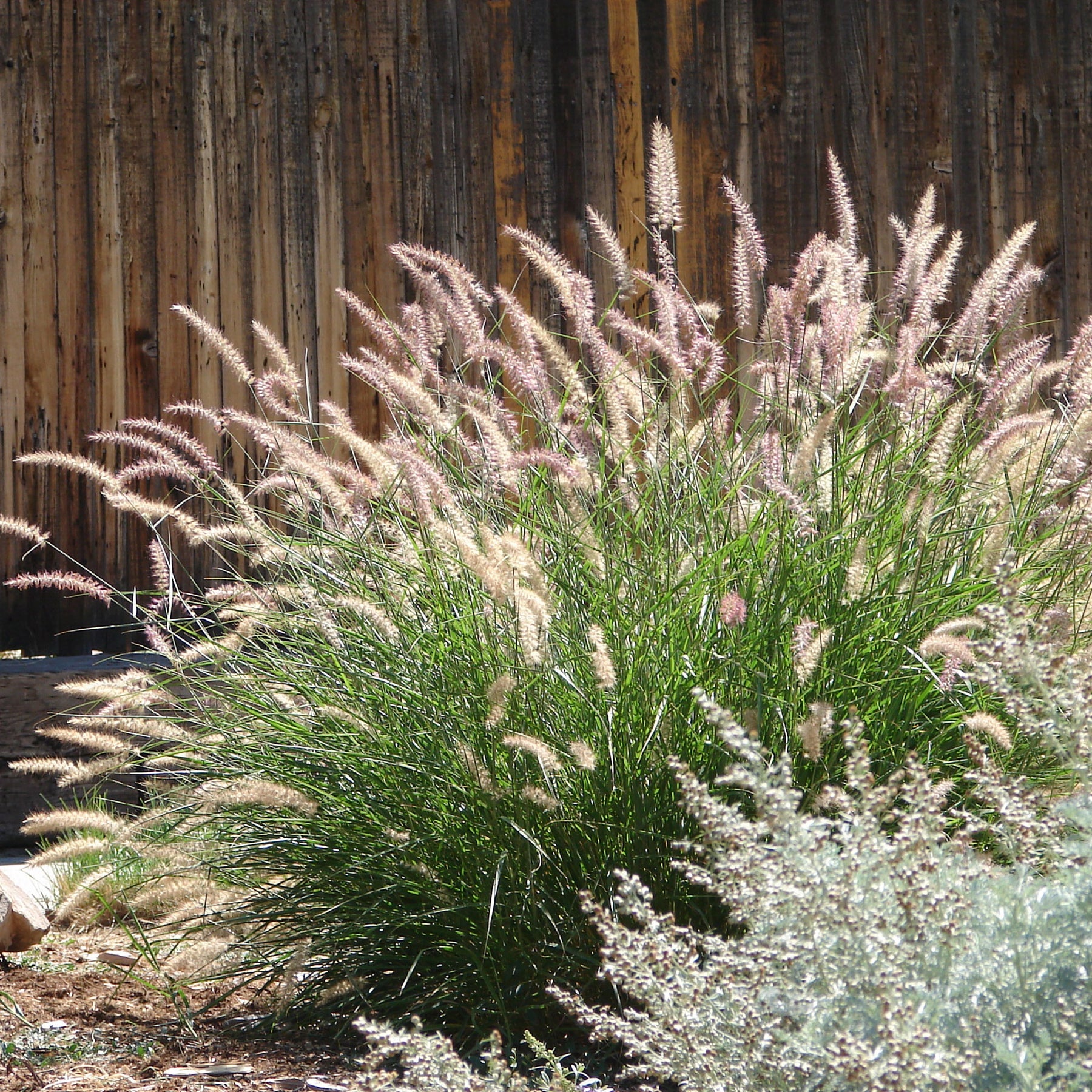 Herbe aux écouvillons d'Orient - Pennisetum - Willemse