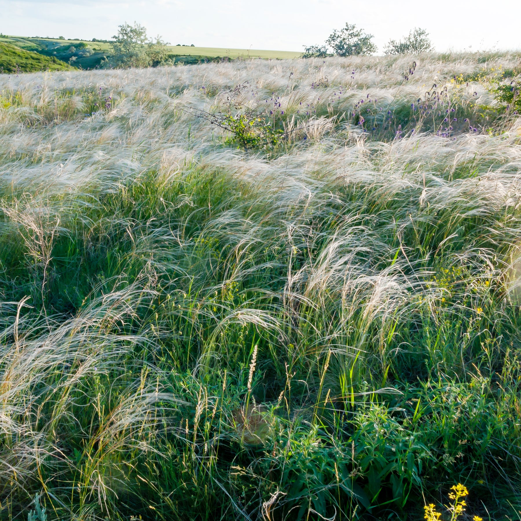 Stipa capillata - Stipe chevelu - Stipe - Stipa