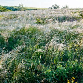 Stipa capillata - Stipe chevelu - Stipe - Stipa