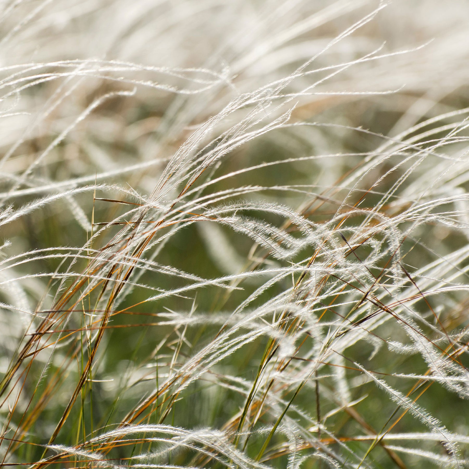 Stipe penné - Stipa pennata - Willemse