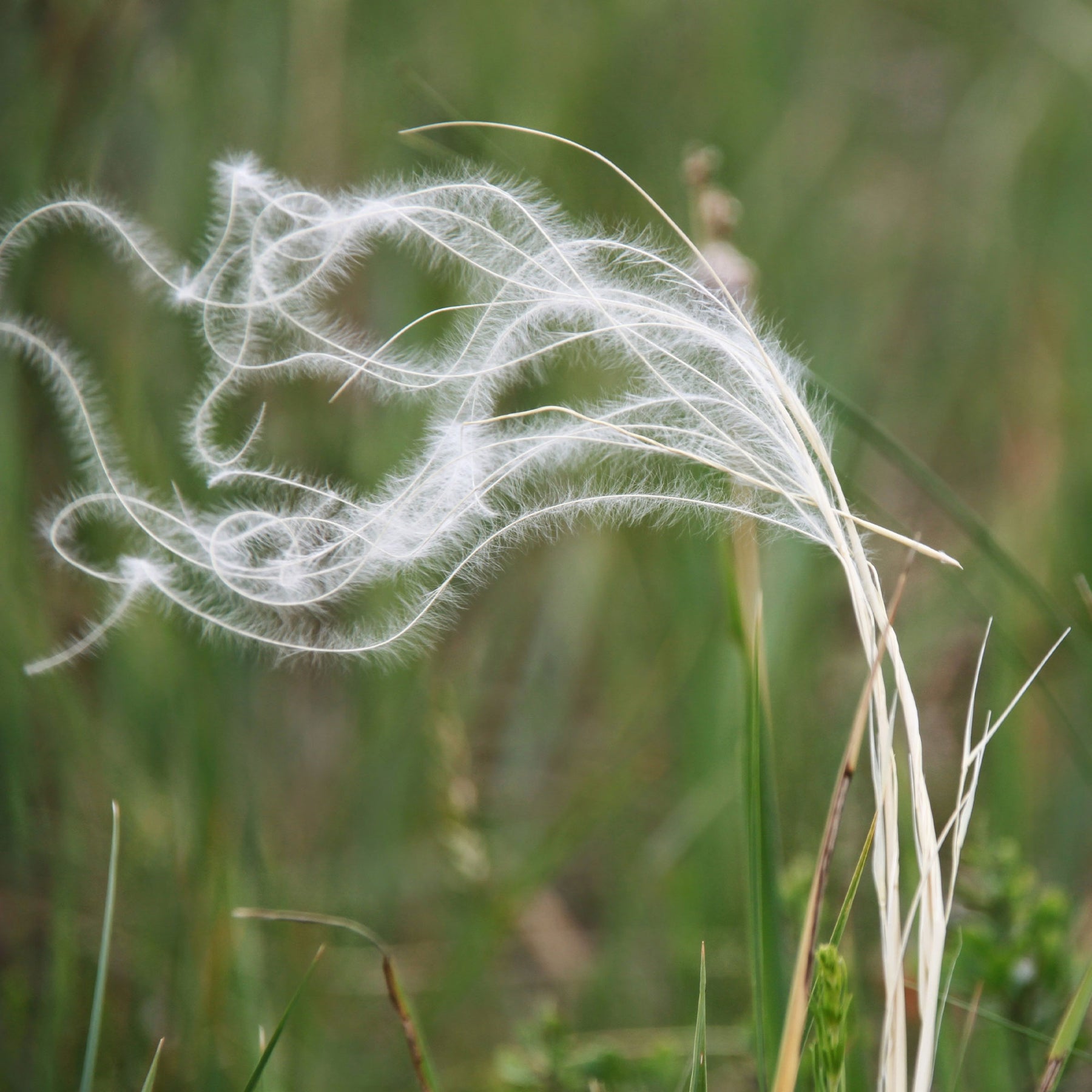 Stipa pennata - Stipe penné - Stipe - Stipa
