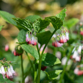 Consoude à grandes fleurs Hidcote Pink - Willemse