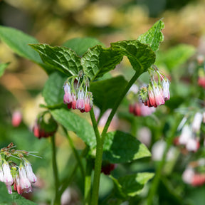 Consoude à grandes fleurs Hidcote Pink - Willemse