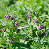 Consoude officinale Purpureum - Willemse