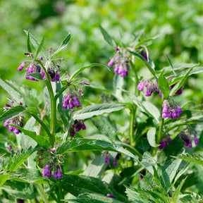 Consoude officinale Purpureum - Willemse