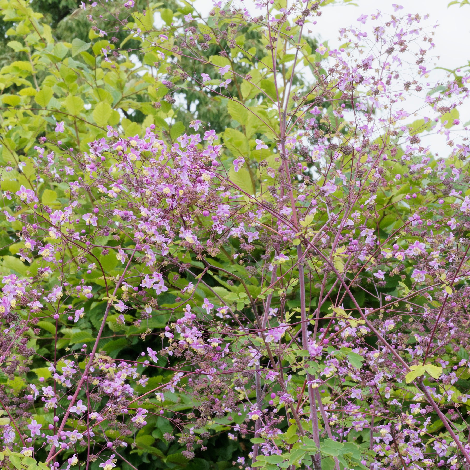 Pigamon Splendide - Thalictrum delavayi Splendide - Willemse
