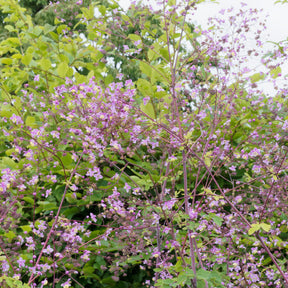 Pigamon Splendide - Thalictrum delavayi Splendide - Willemse