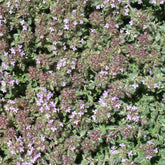Thym précoce laineux - Willemse