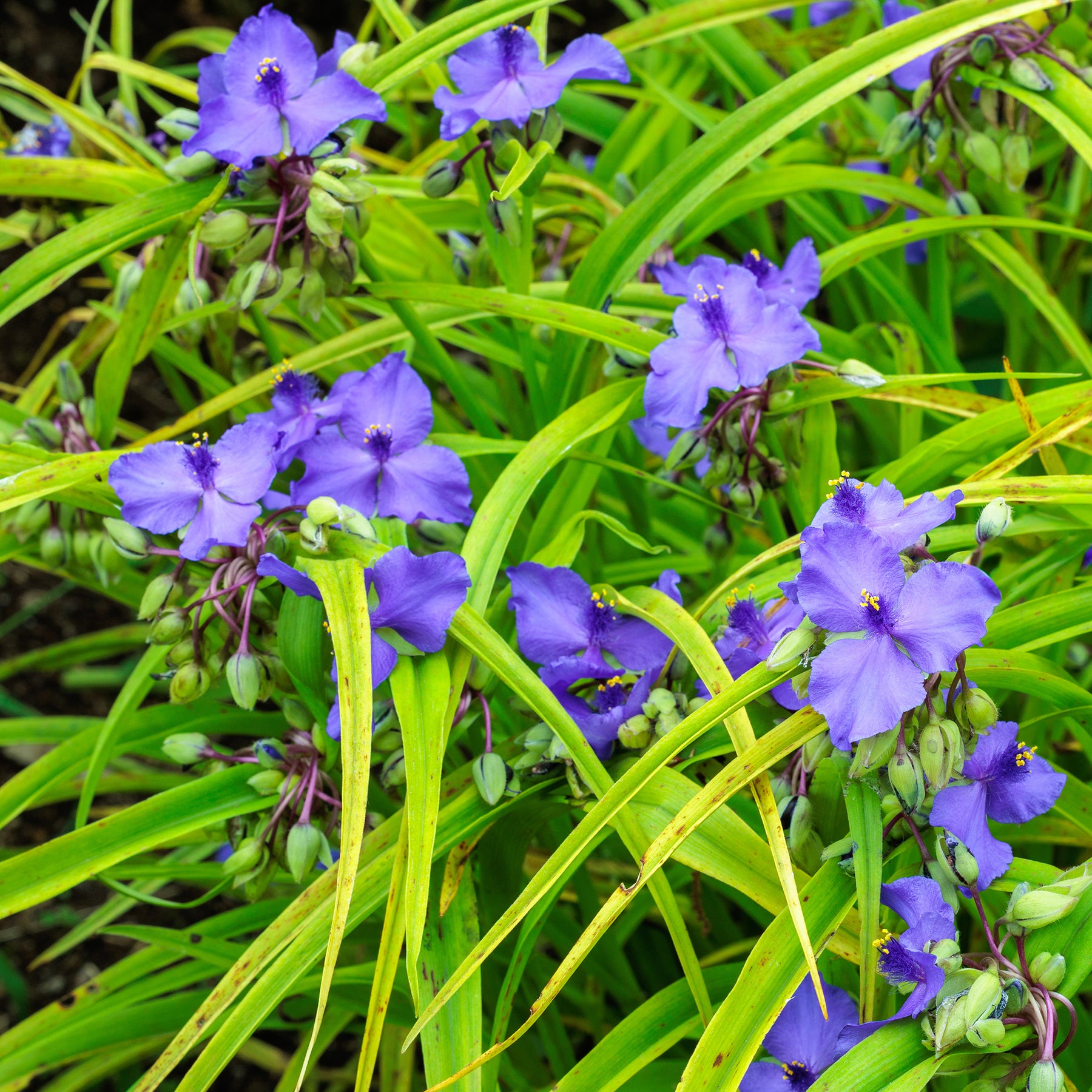 Tradescantia ( andersoniana group ) sweet kate - Ephémère de Virginie Sweet Kate - Fleurs vivaces