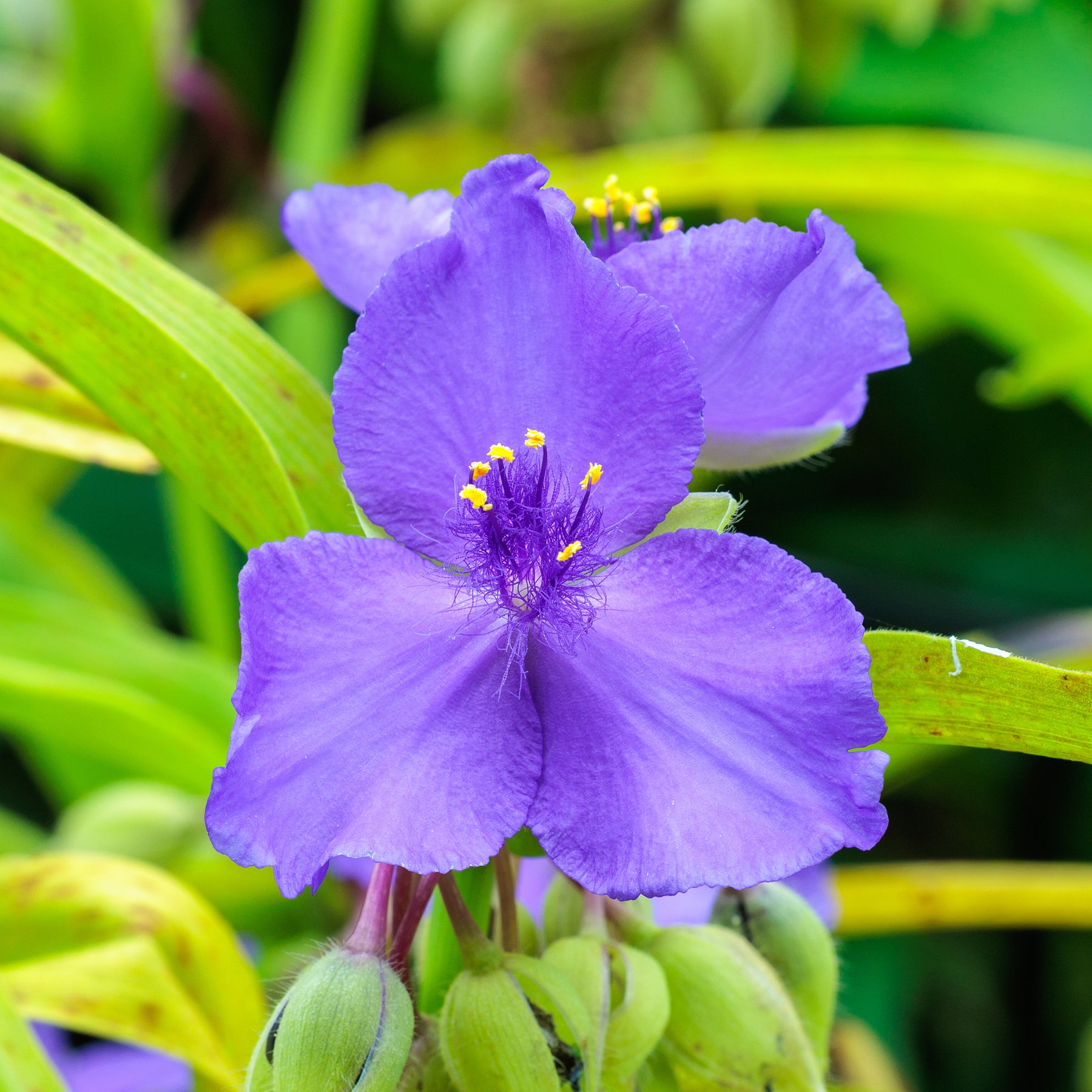 Ephémère de Virginie Sweet Kate - Tradescantia ( andersoniana group ) sweet kate - Willemse
