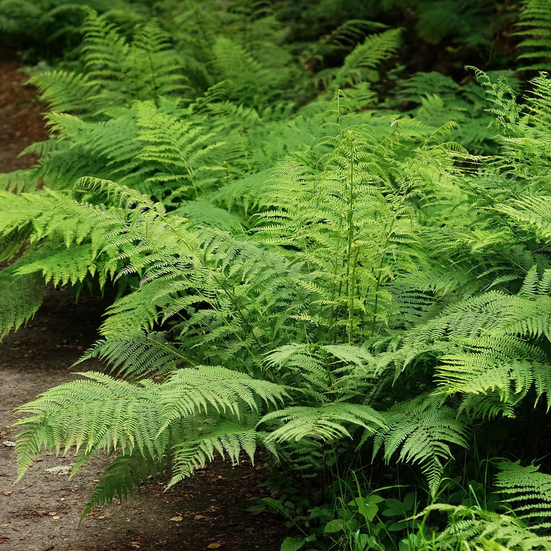 Fougère femelle - Willemse